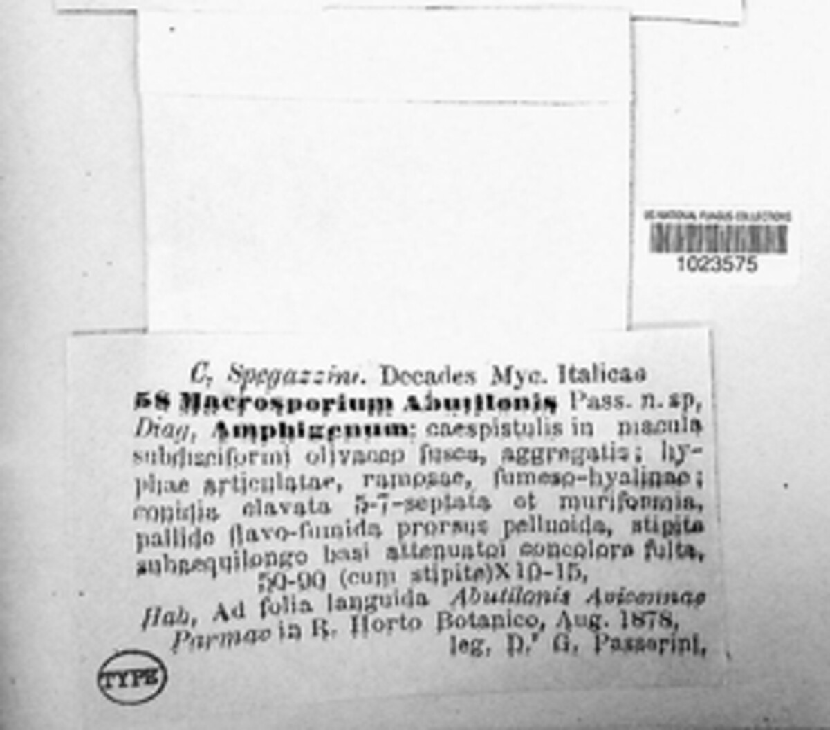 Alternaria abutilonis image